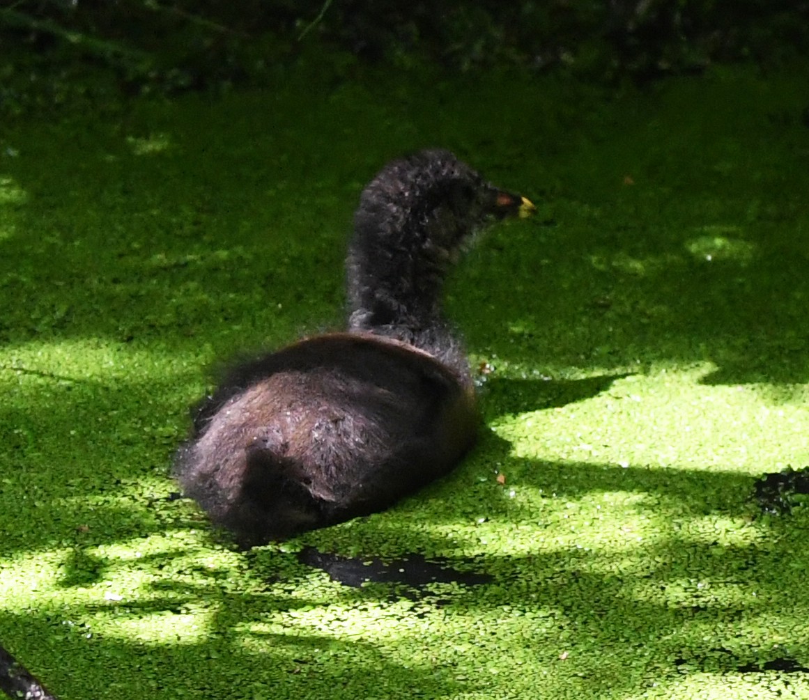 Eurasian Moorhen - A Emmerson