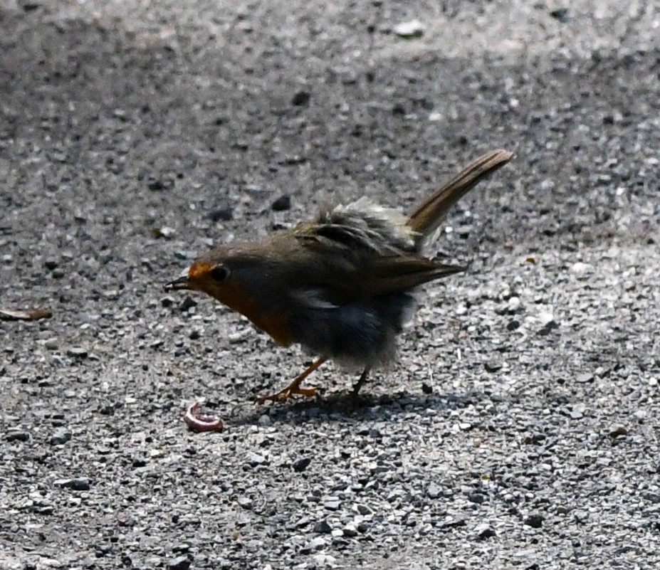 European Robin - ML609793903