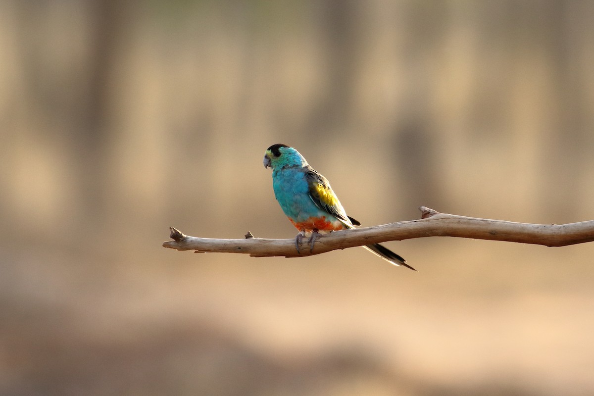 Golden-shouldered Parrot - ML609793904