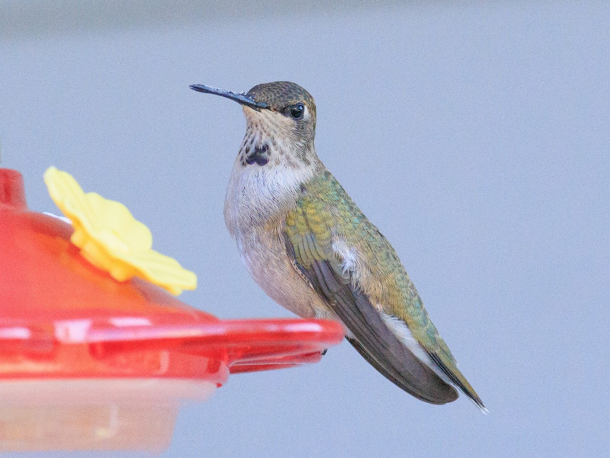 Black-chinned Hummingbird - ML609793962