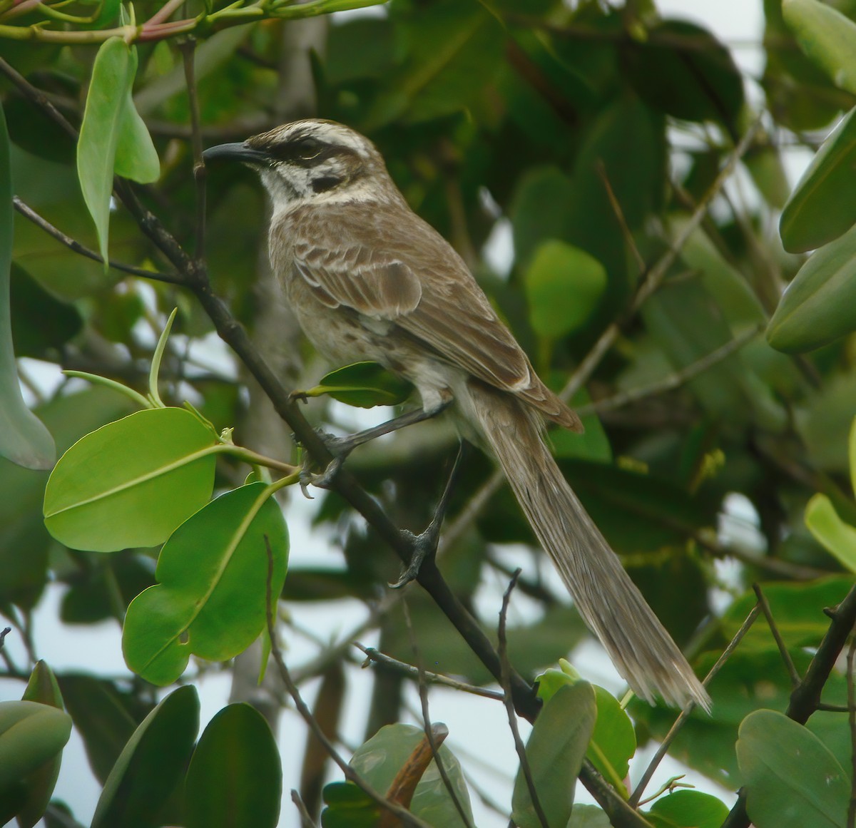 Long-tailed Mockingbird - ML609794024