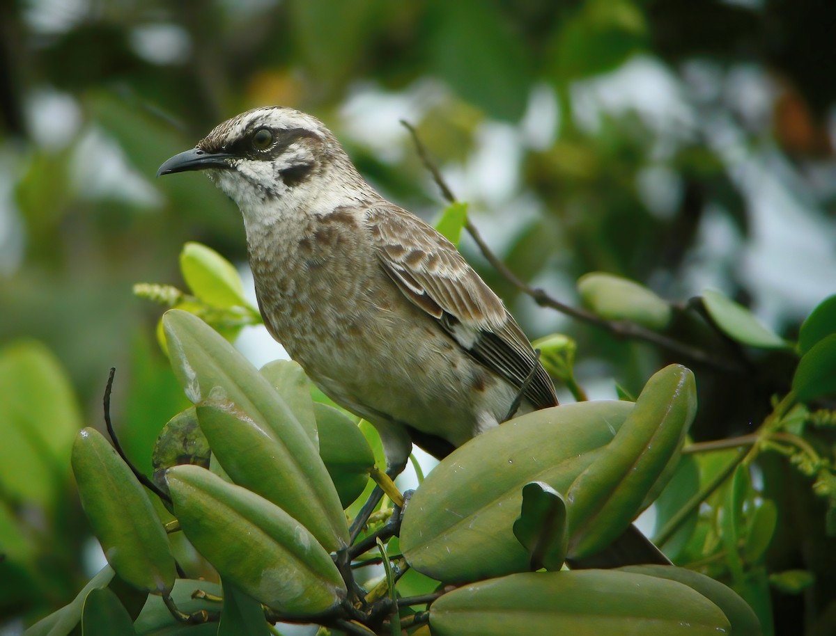 Long-tailed Mockingbird - ML609794025
