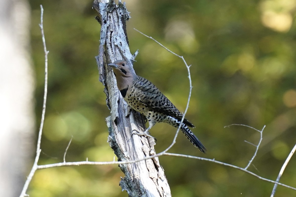 Northern Flicker - ML609794030