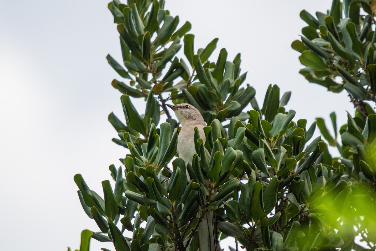 Northern Mockingbird - ML609794066