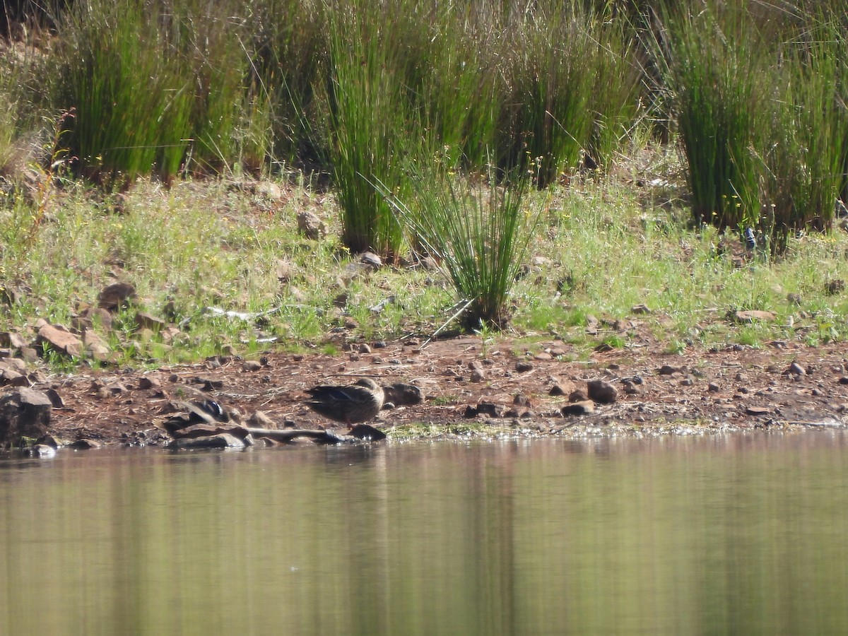 Mexican Duck - ML609794069