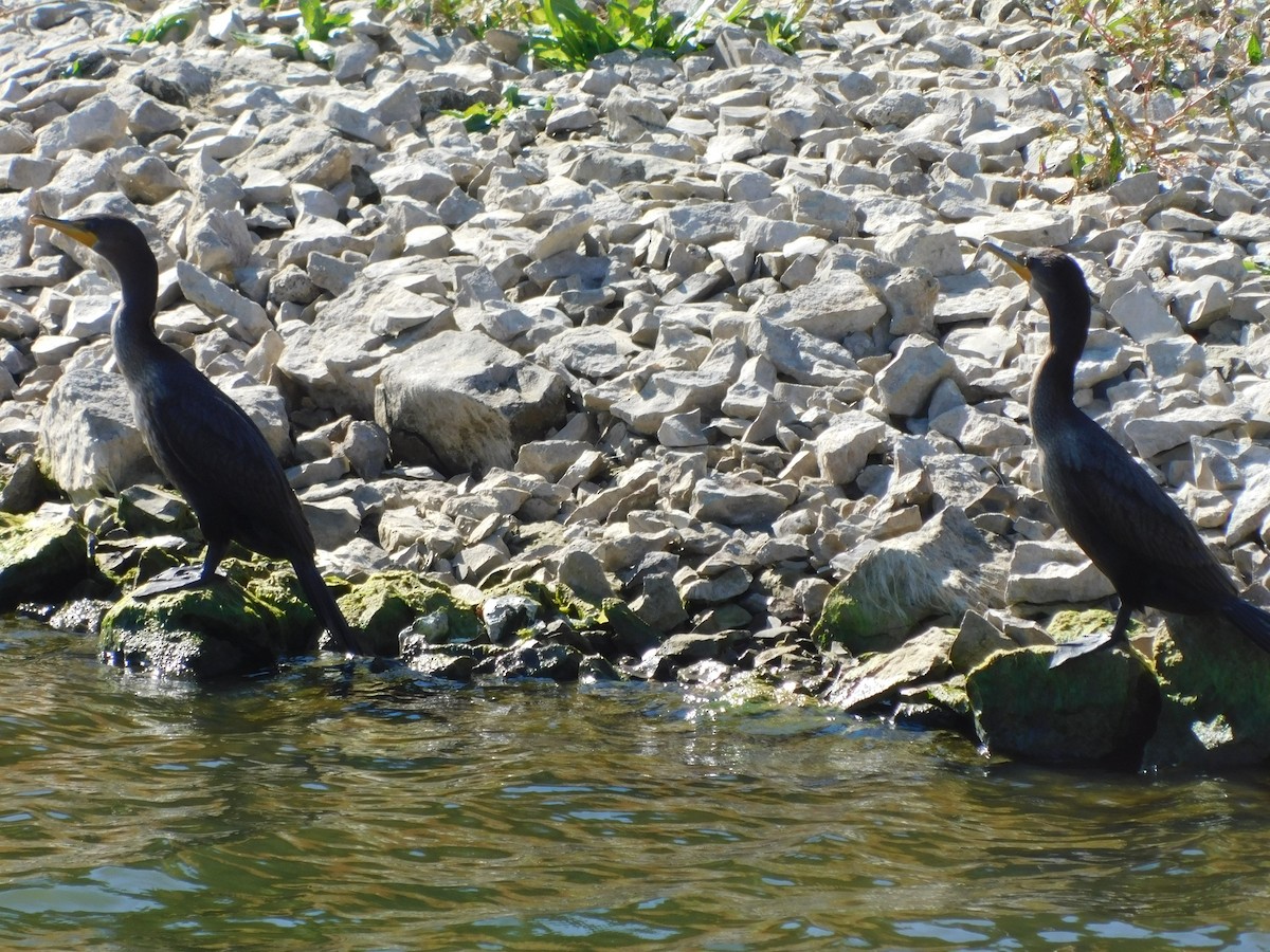 Double-crested Cormorant - Tim Boese