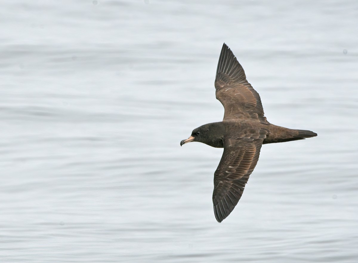 Flesh-footed Shearwater - ML609794216