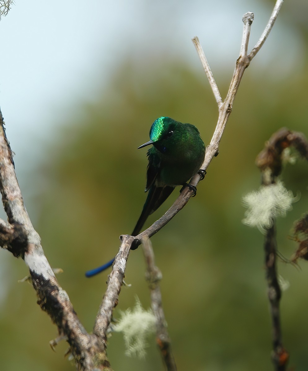 Long-tailed Sylph - Gary Rosenberg