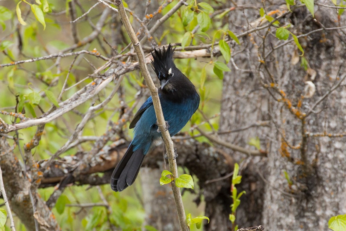 Steller's Jay - ML609794310