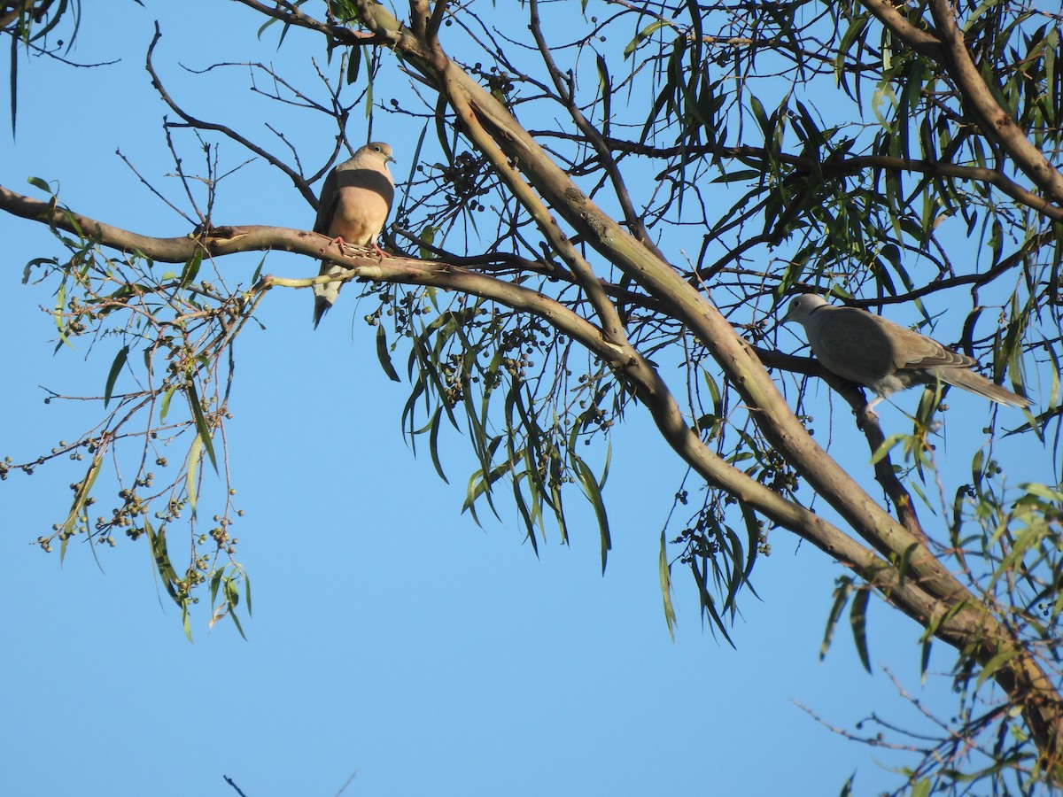 Mourning Dove - ML609794312