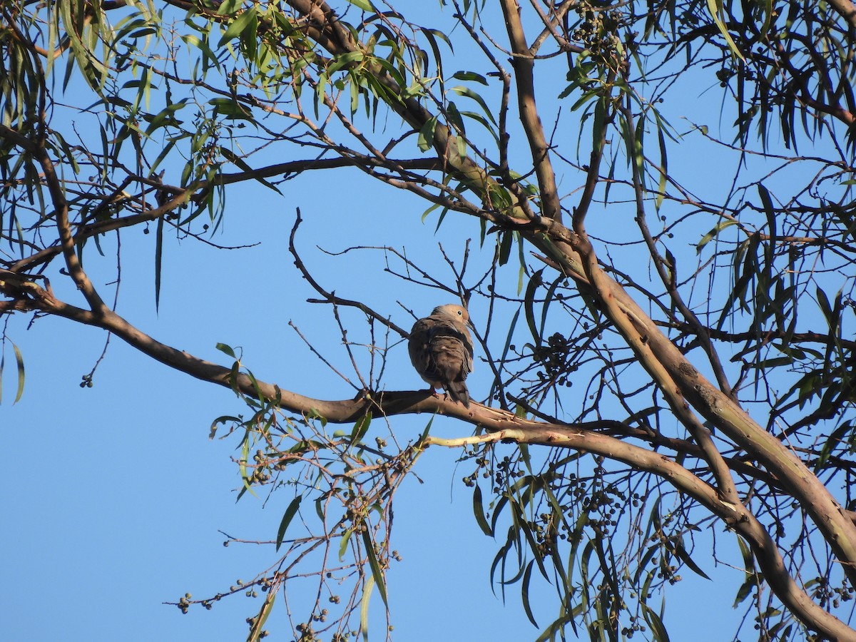 Mourning Dove - ML609794313