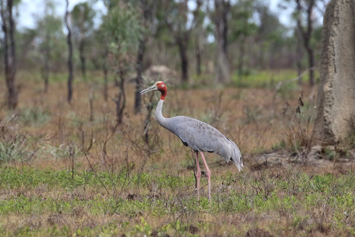 Sarus Crane - Jon Spicer-Bell