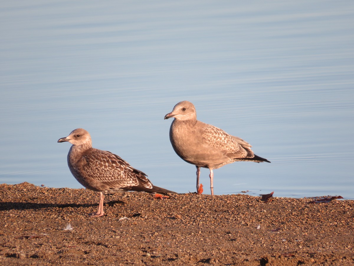 Lesser Black-backed Gull - ML609794381