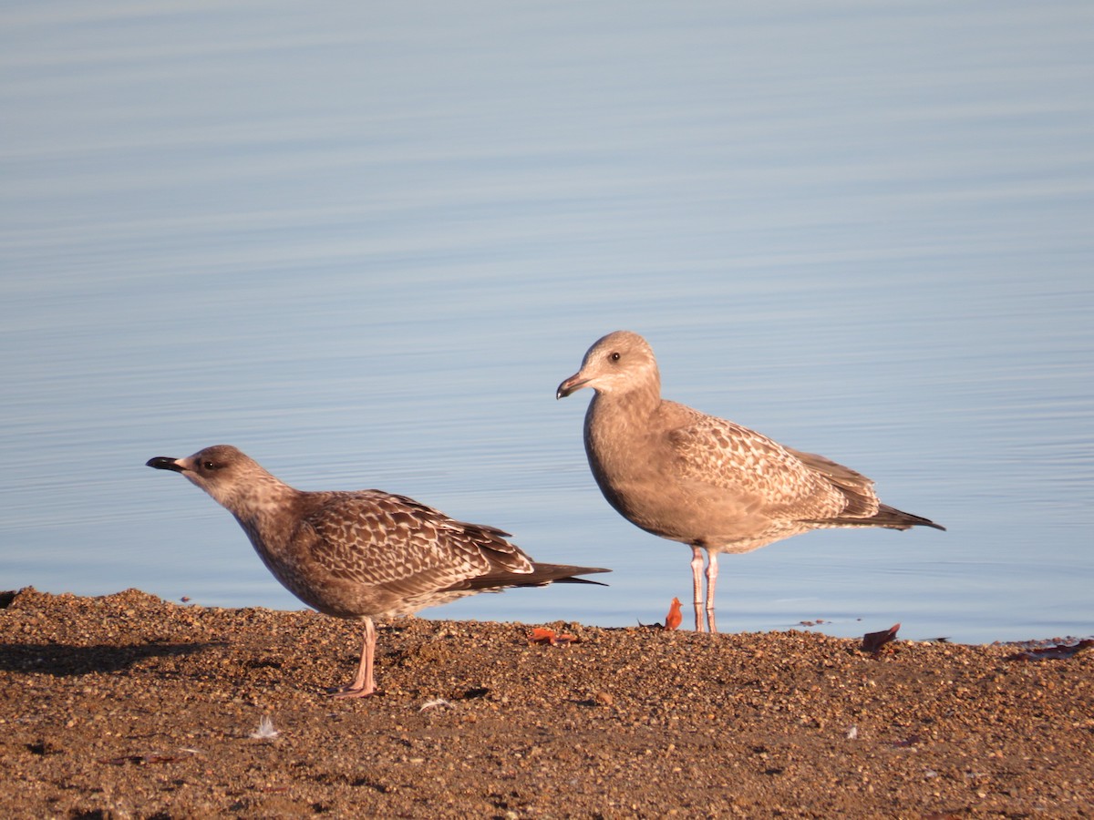 Lesser Black-backed Gull - Nathaniel Keyse