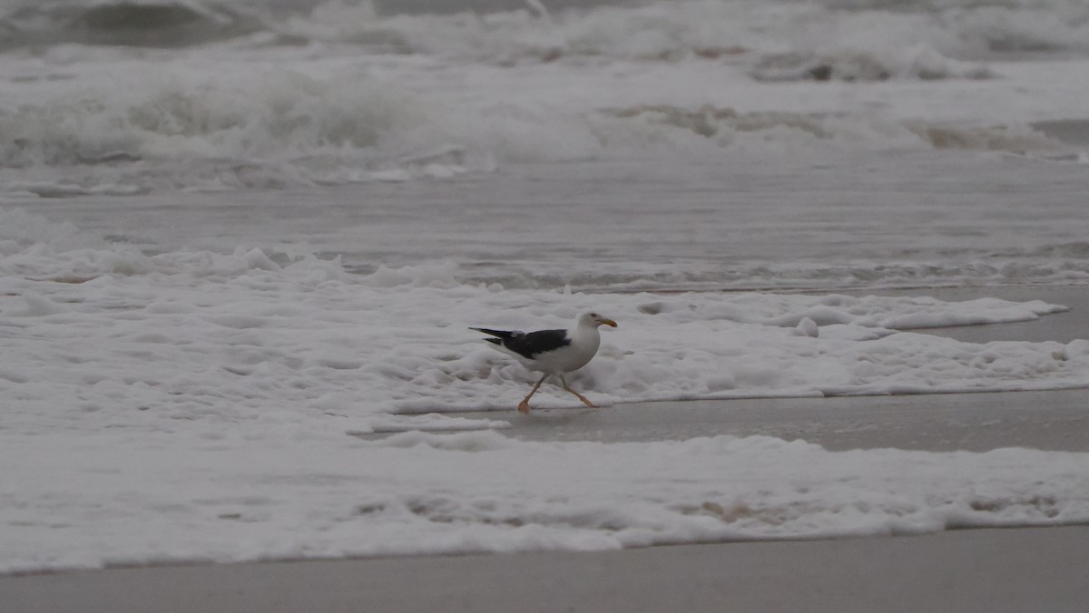 Lesser Black-backed Gull - ML609794417