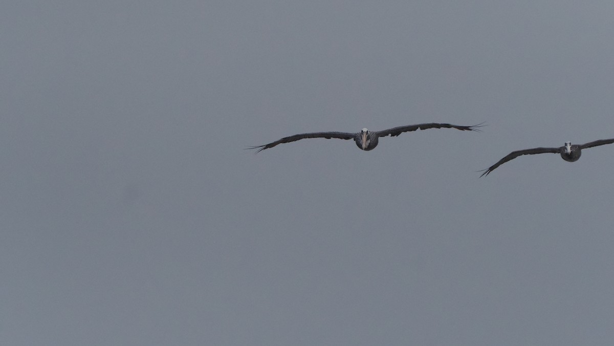 Brown Pelican - ML609794429