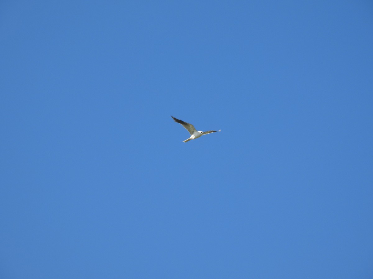 White-tailed Kite - ML609794446