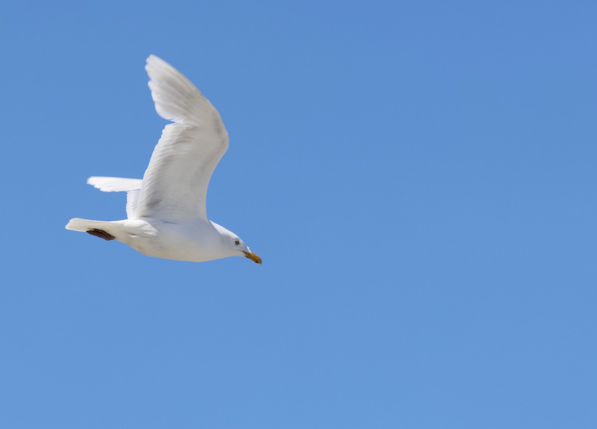 Glaucous Gull - Ferenc Domoki