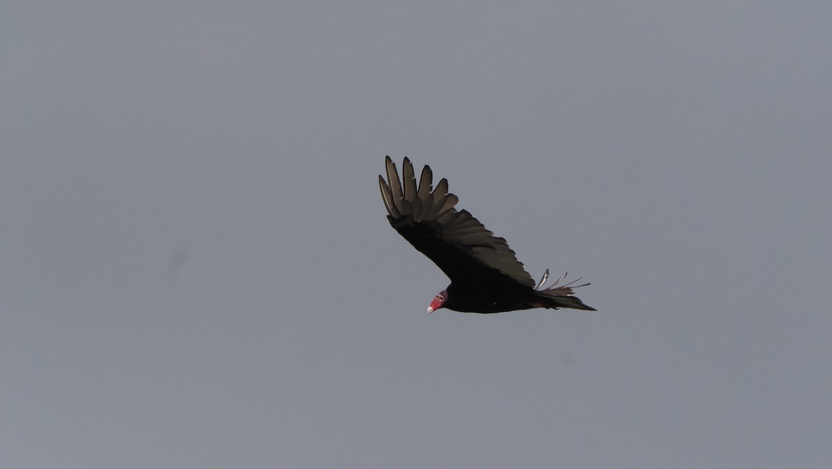 Turkey Vulture - ML609794449