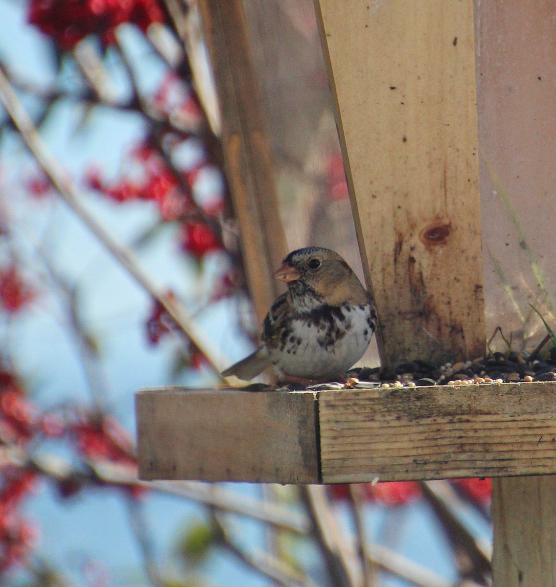 Harris's Sparrow - Caroline Gagnon