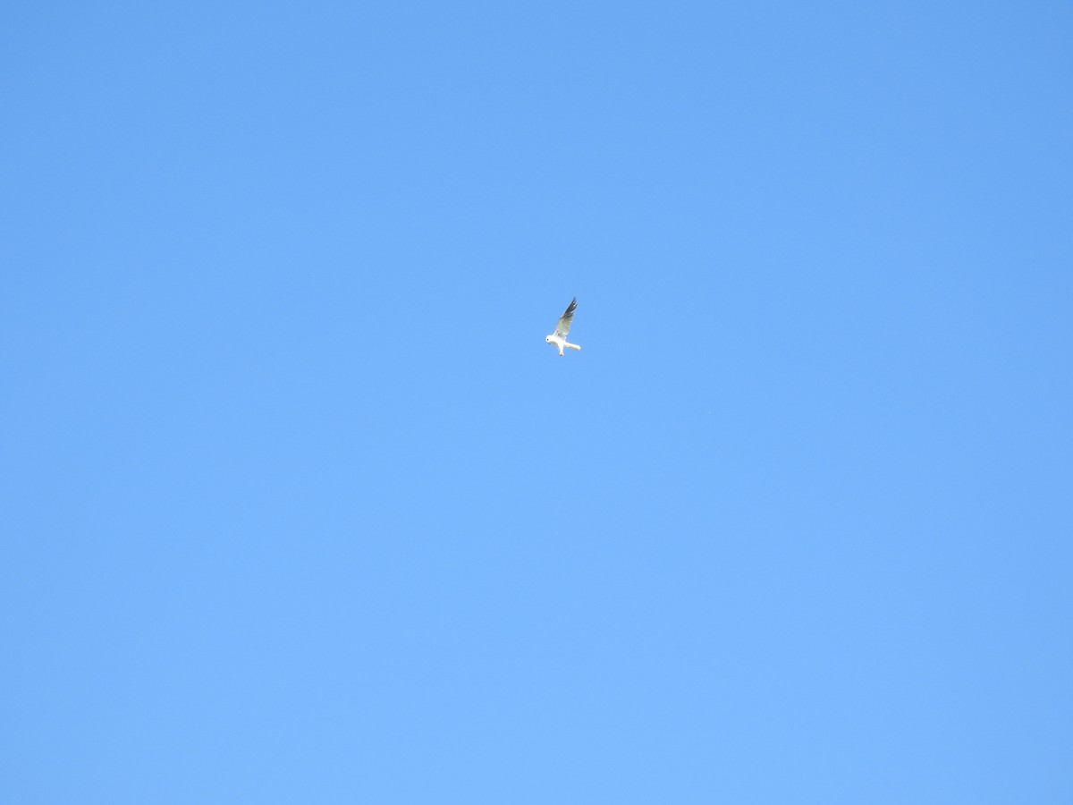 White-tailed Kite - PAU ATLACOMULCO