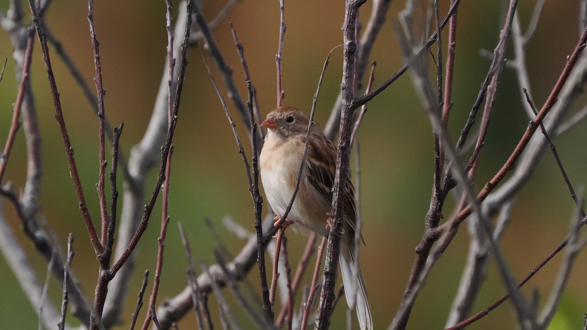 Field Sparrow - Mike Grant