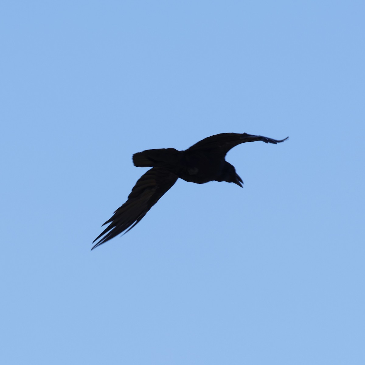 Common Raven - Ferenc Domoki