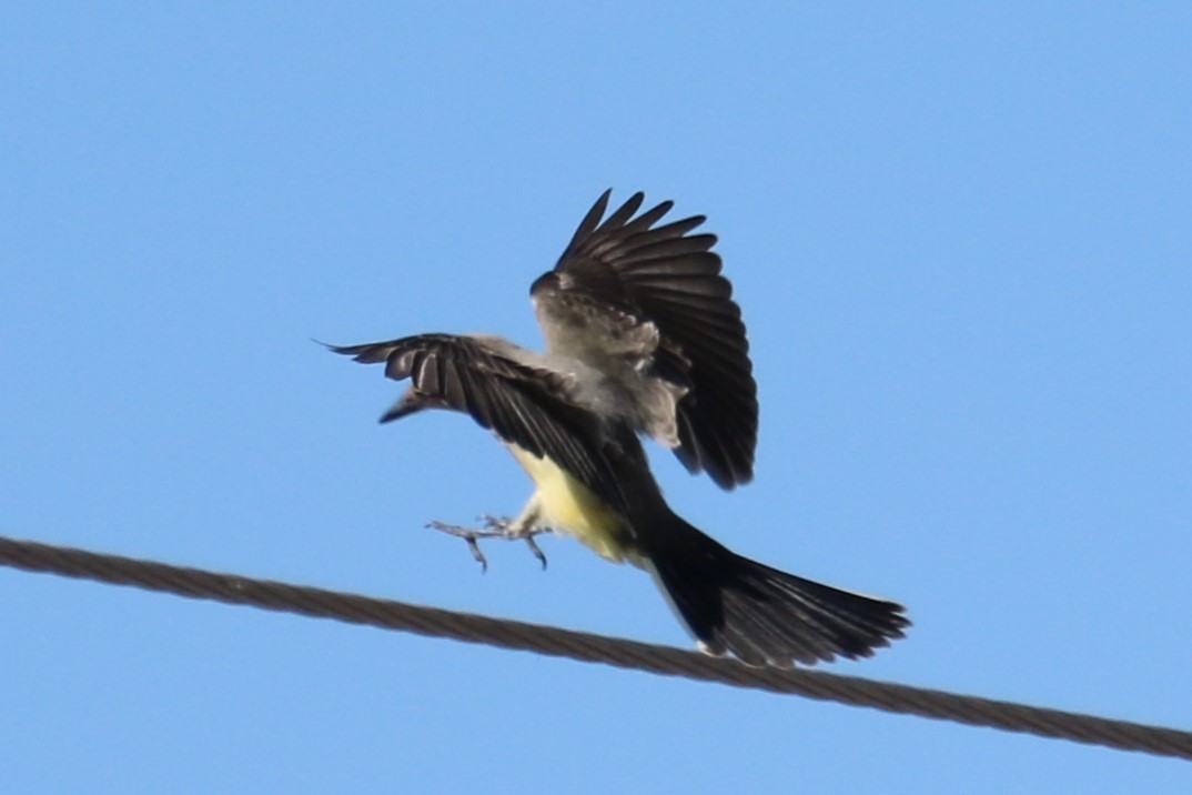 Western Kingbird - ML609794665