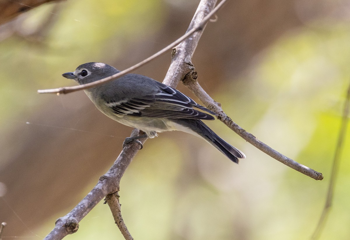 Plumbeous Vireo - ML609794667