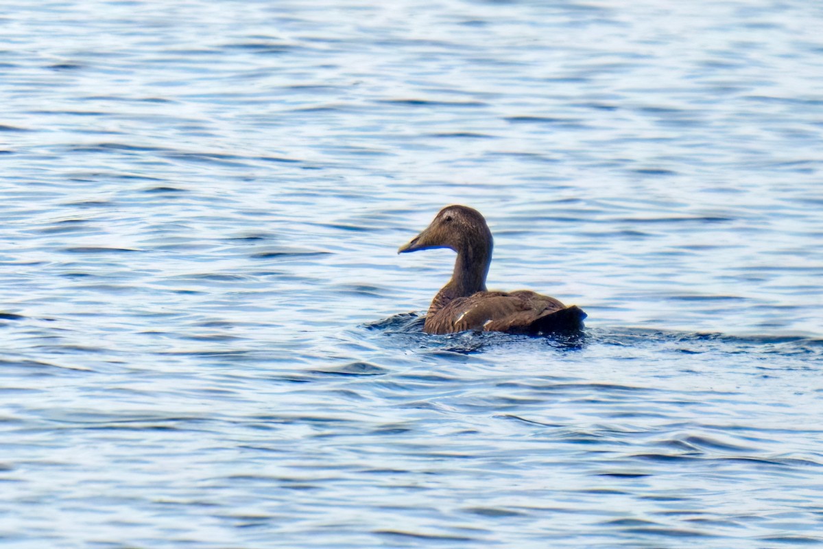 Common Eider - ML609794733