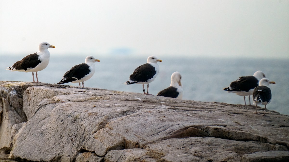 Great Black-backed Gull - ML609794758