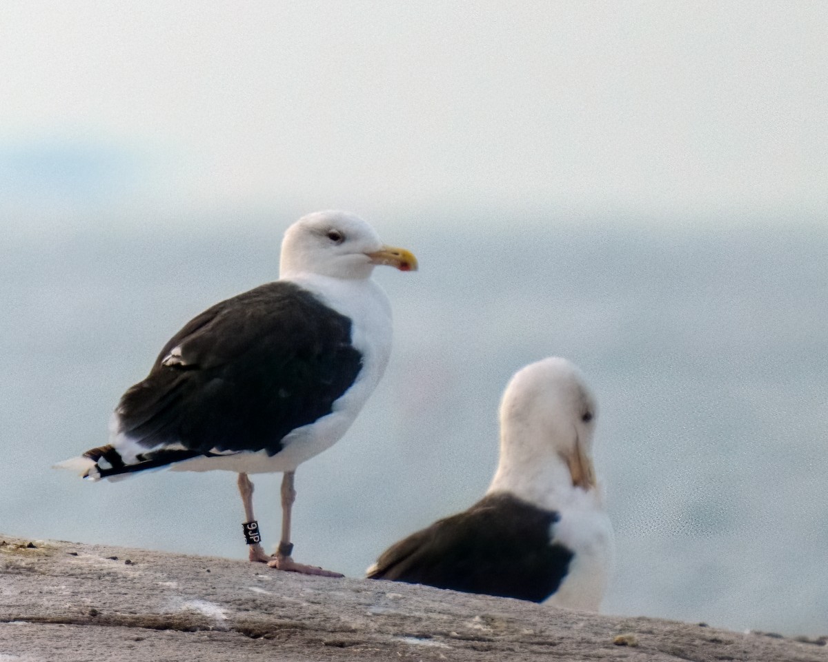 Great Black-backed Gull - ML609794766