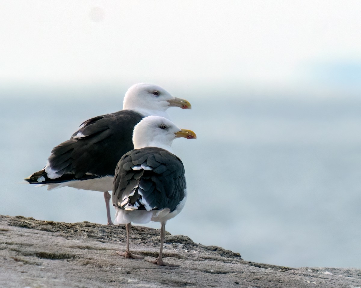 Great Black-backed Gull - ML609794770