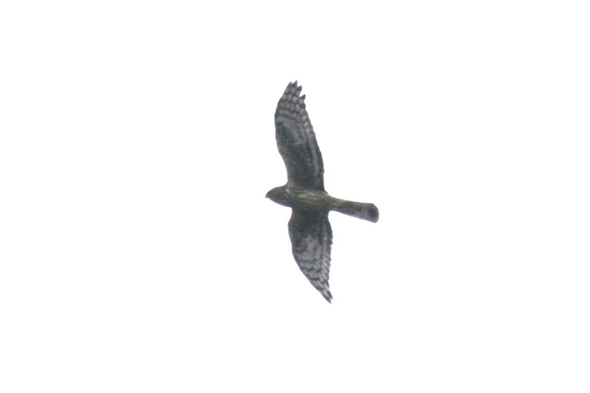 Hen Harrier - ML609794833