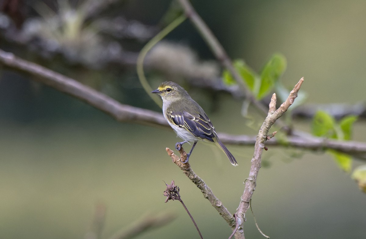 Golden-faced Tyrannulet (Golden-faced) - Antonio Ceballos Barbancho