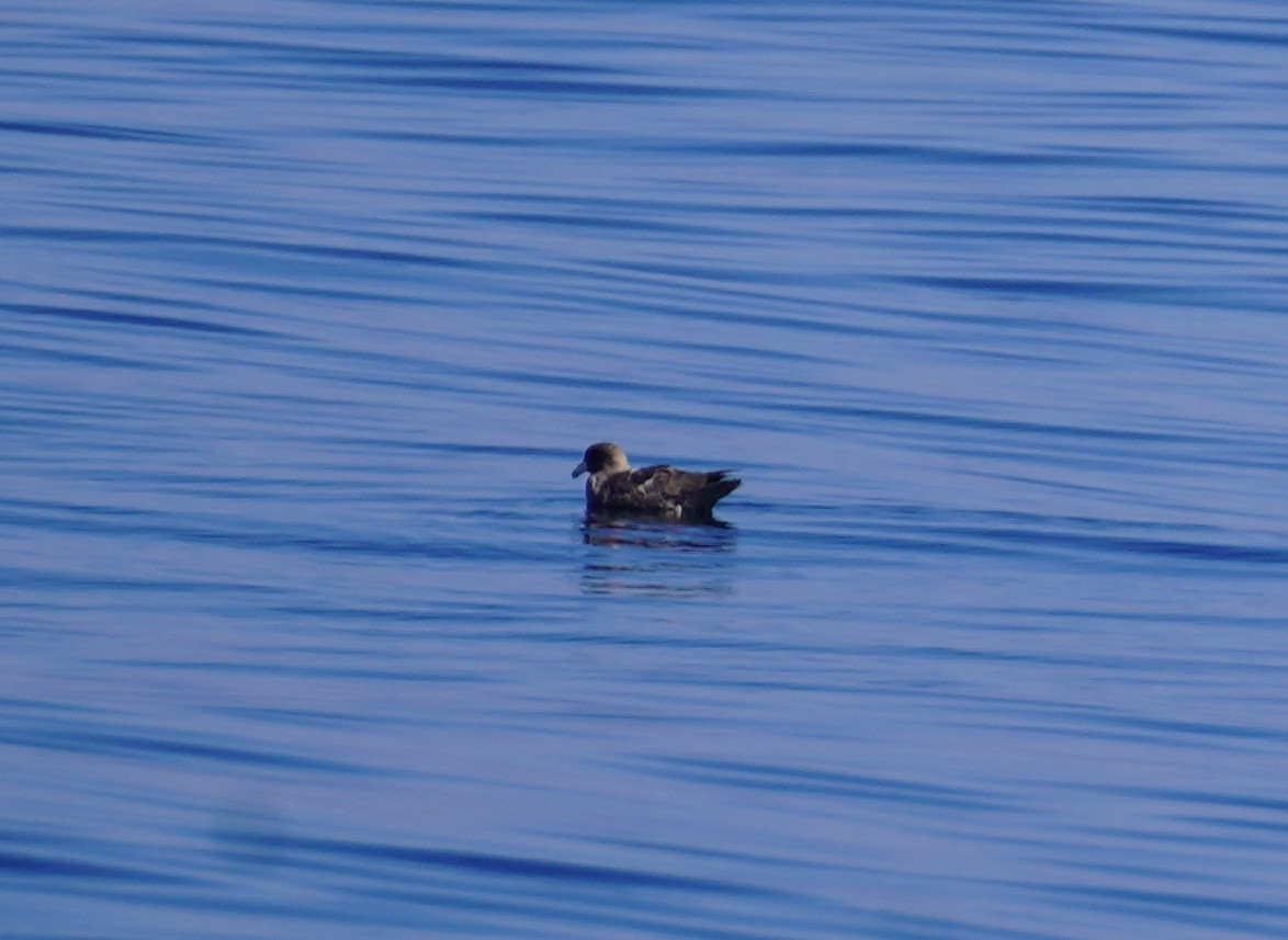 Northern Fulmar - ML609794904