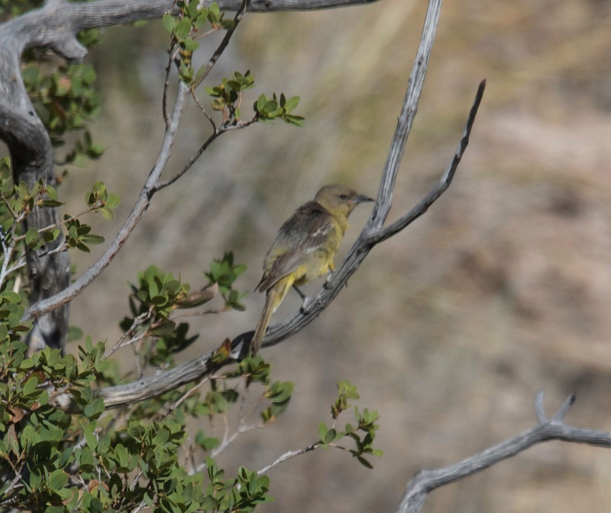 Scott's Oriole - ML60979491