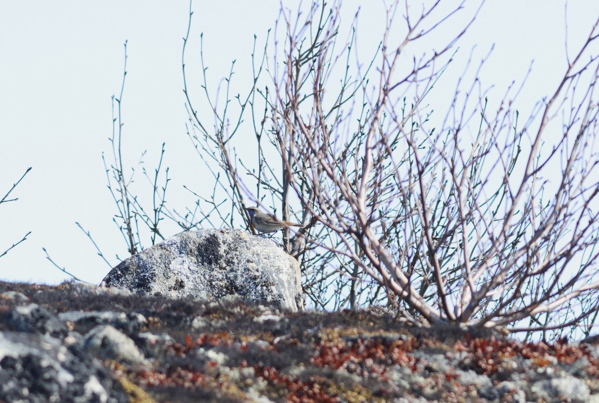 Bluethroat - Ferenc Domoki