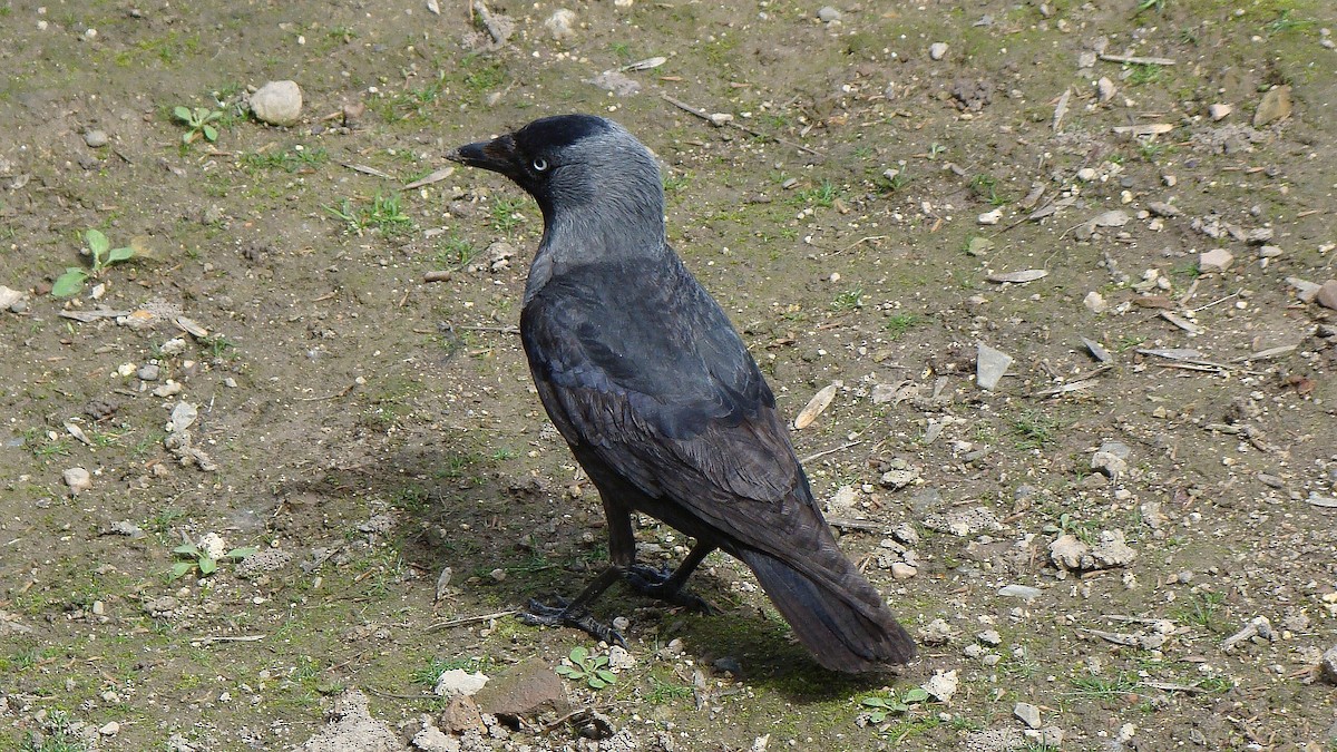 Eurasian Jackdaw - ML609794956