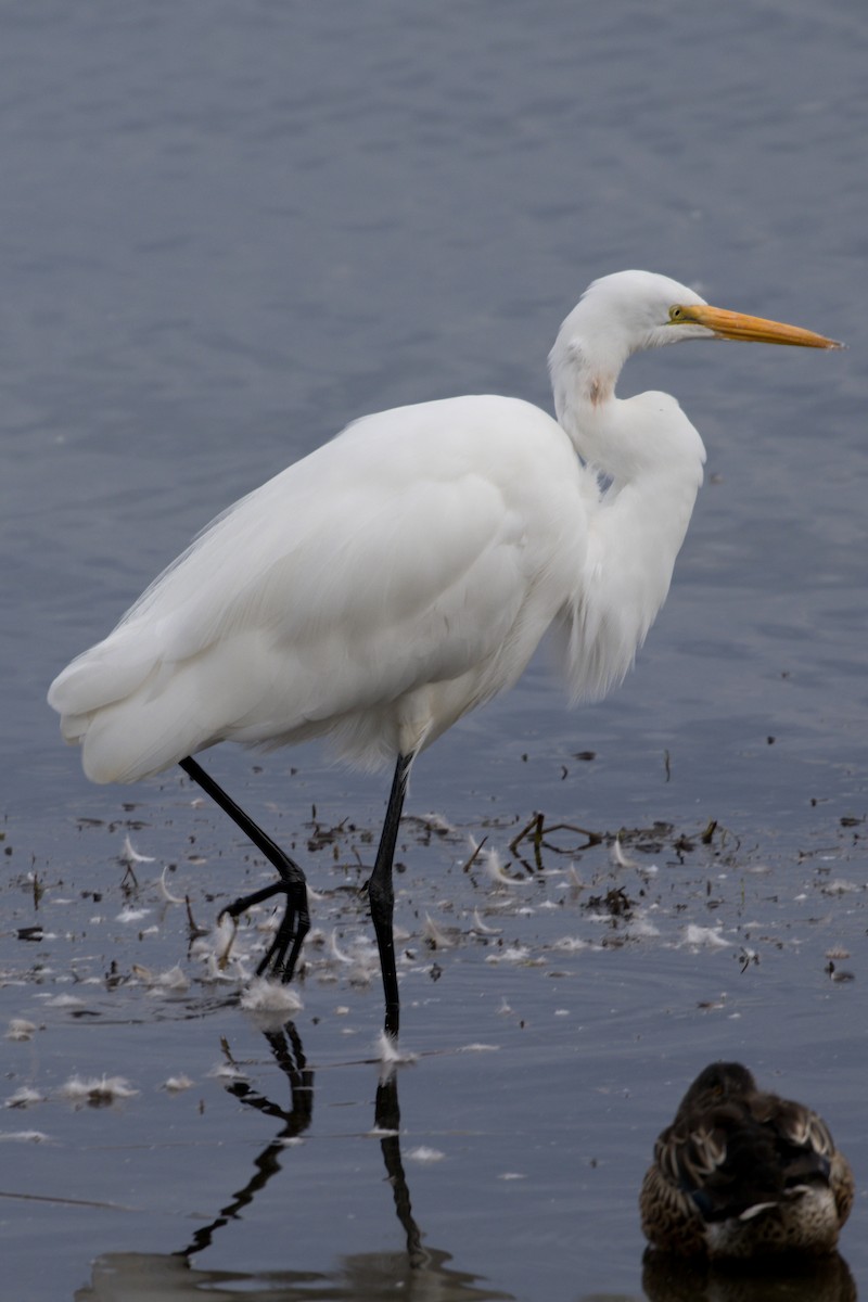 Great Egret - Mathias & Sharon Mutzl