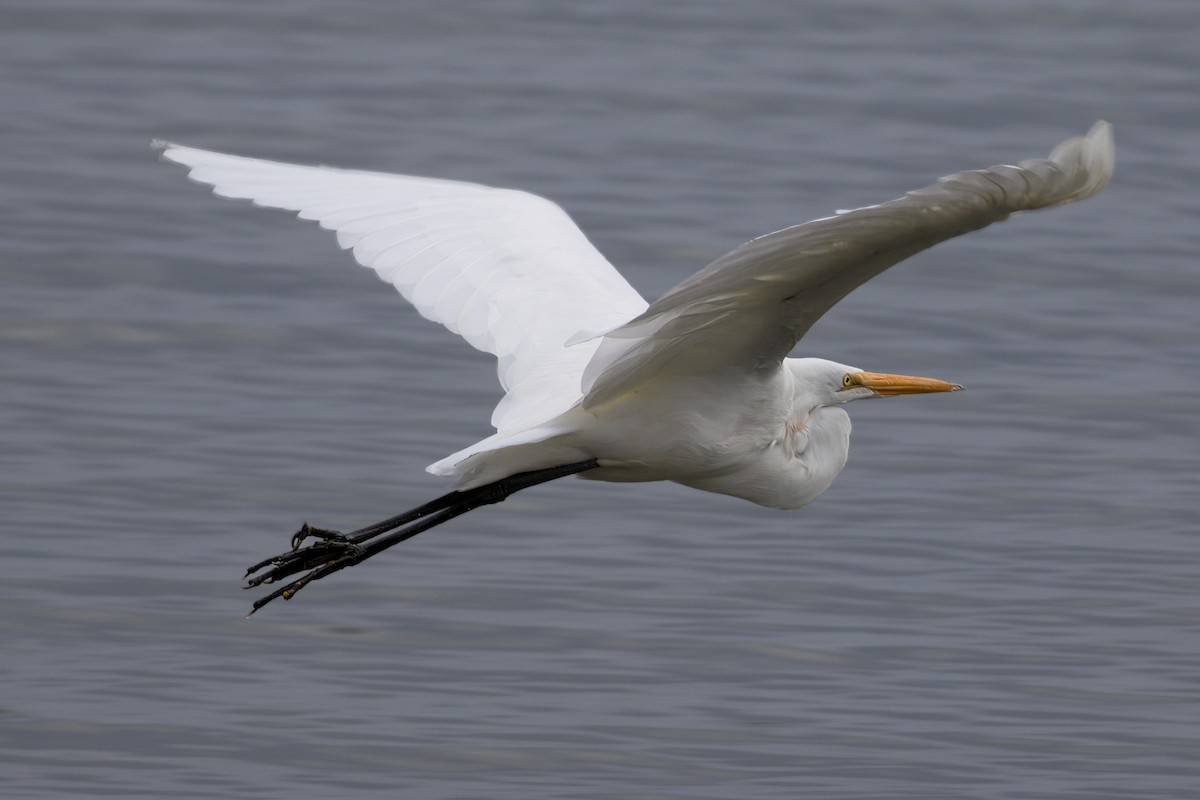 Great Egret - ML609794996