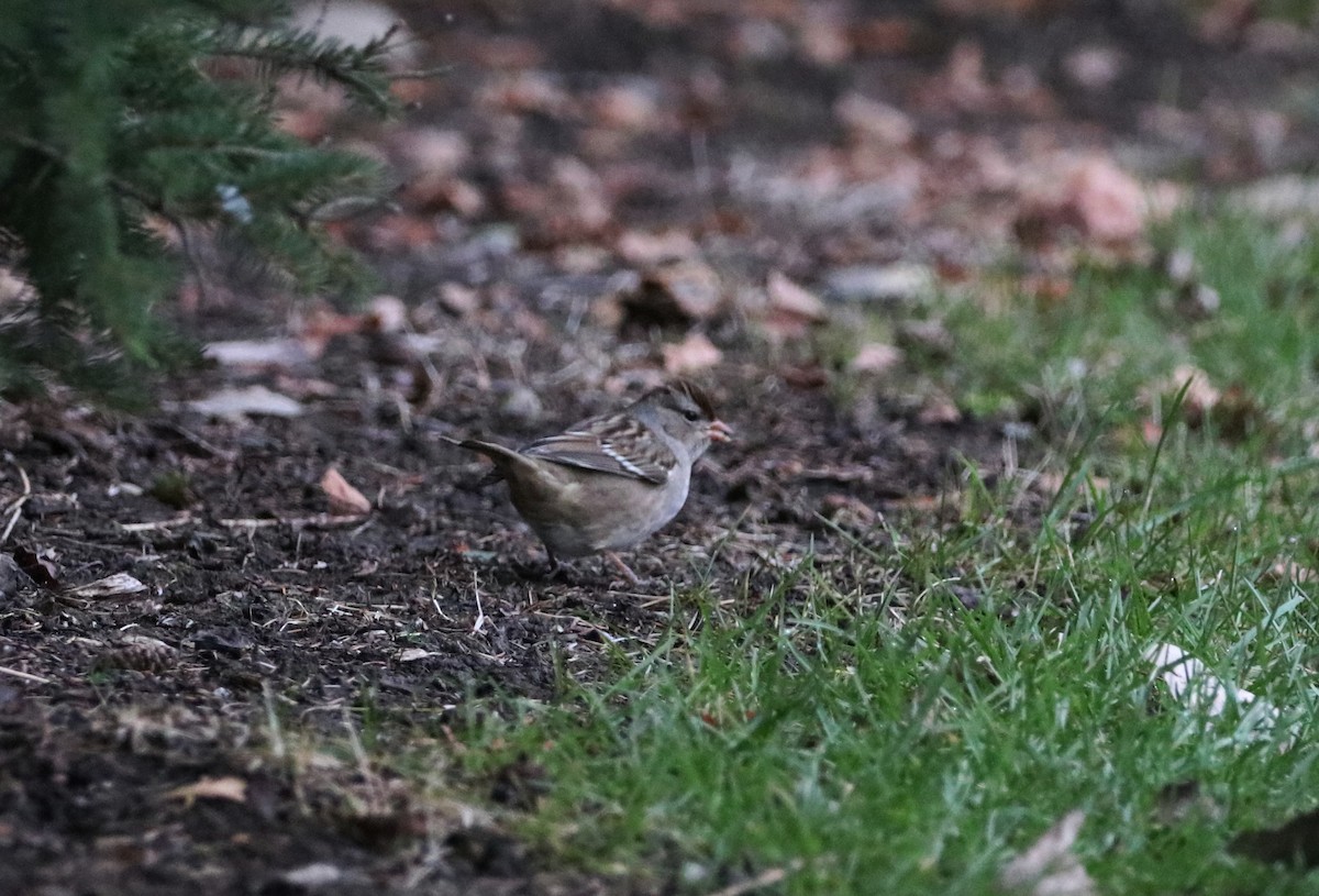 White-crowned Sparrow - Mike Mencotti