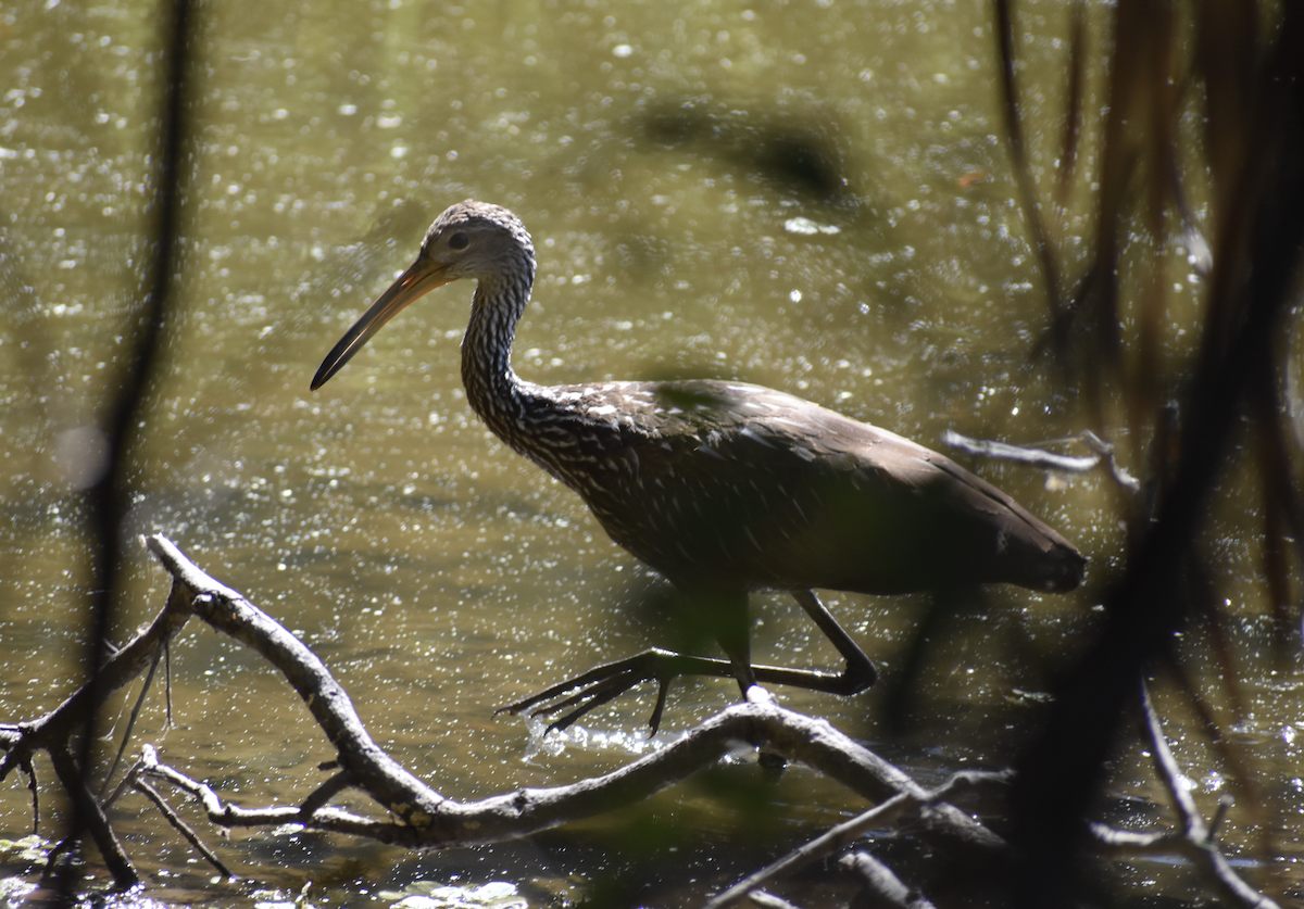 Limpkin - Nick Elstrott