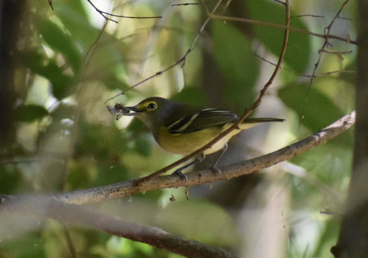 Vireo Ojiblanco - ML609795090