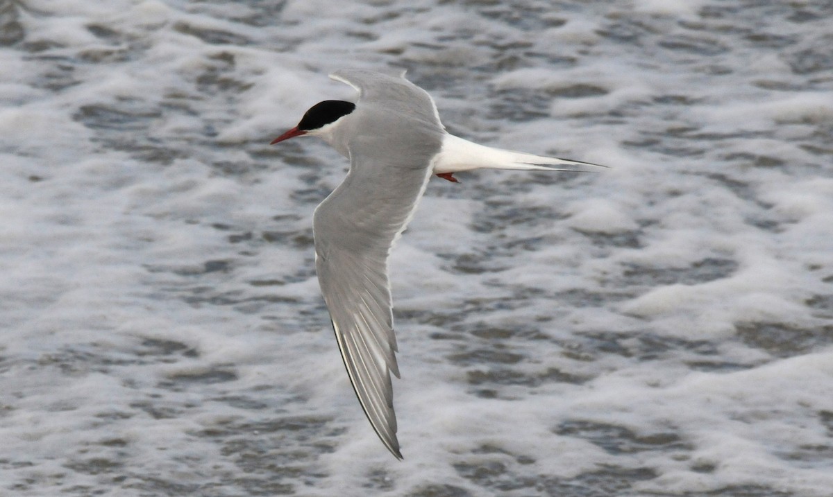 Arctic Tern - ML609795138