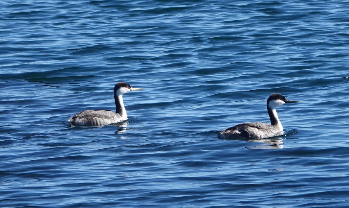 Western Grebe - Graham Ray