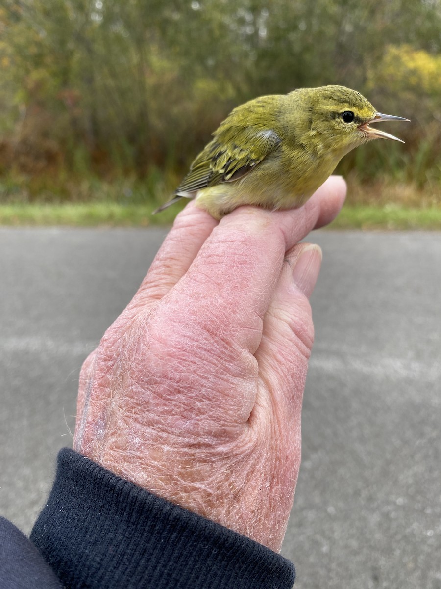 Tennessee Warbler - James Berry