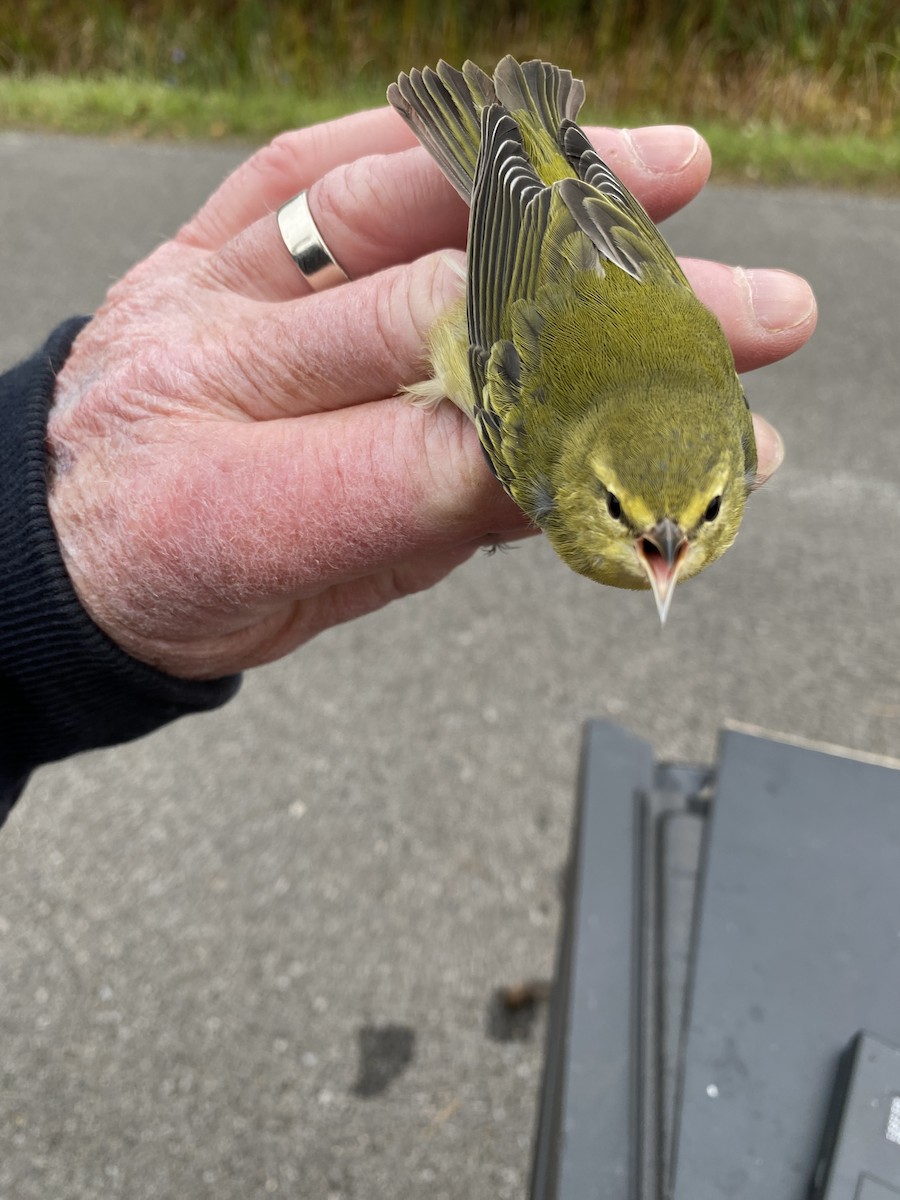 Tennessee Warbler - James Berry