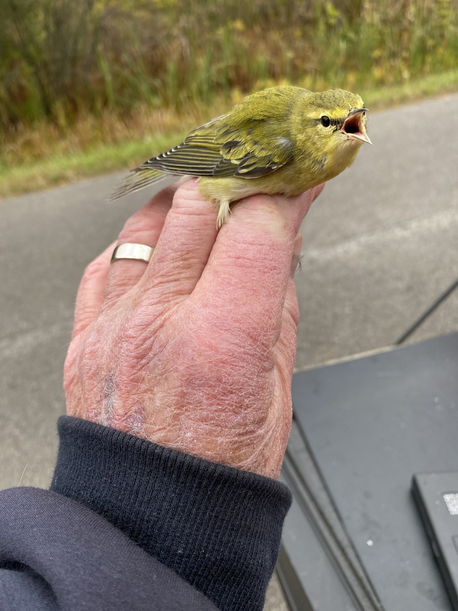 Tennessee Warbler - James Berry