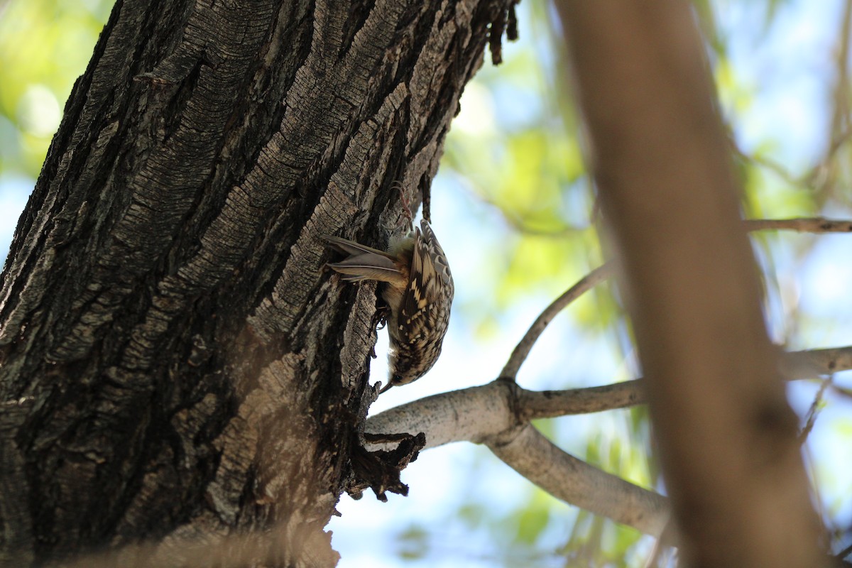 Brown Creeper - ML609795341